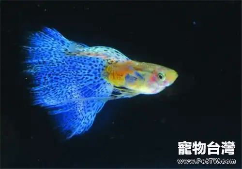 母魚產後「坐月子」的注意事項(1圖)-寵物台灣