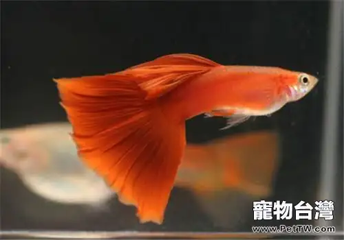 孔雀魚發病前的十個徵兆