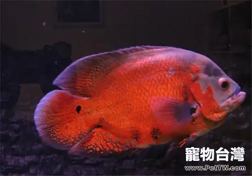 剛買回家的小魚蝦需注意消毒