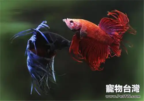 春秋兩季如何預防觀賞魚白點病