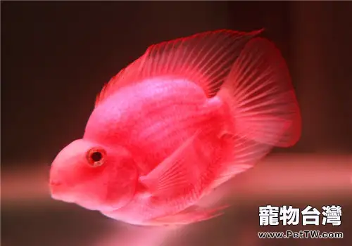 鸚鵡魚（血鸚鵡魚 財神魚）翻鰓的分類及原因分析