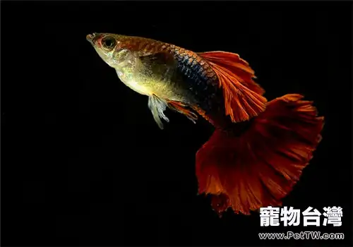 孔雀魚即將生產前的特徵(1圖)-寵物台灣