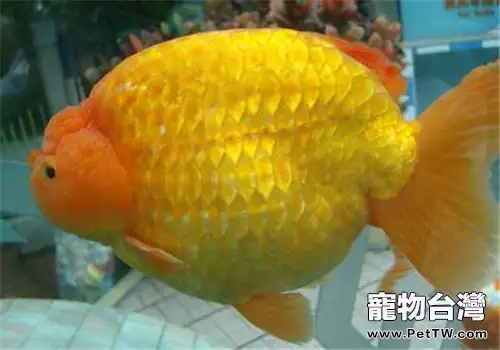 引起觀賞魚爛鰓的原因分析