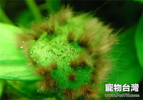 綠斑藻形成的原因分析(1圖)-寵物台灣