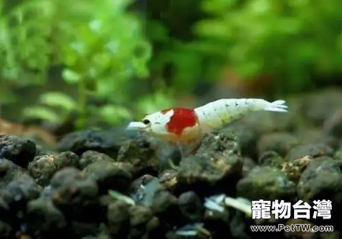 水質對水晶蝦繁殖成功率的影響(1圖)-寵物台灣