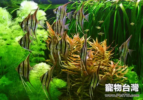 如何繁育出更好的野生埃及(1圖)-寵物台灣