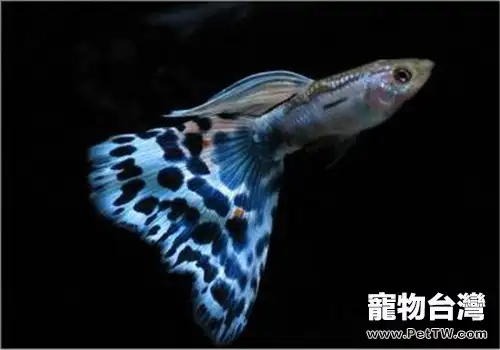 秋季溫差過大謹防魚病