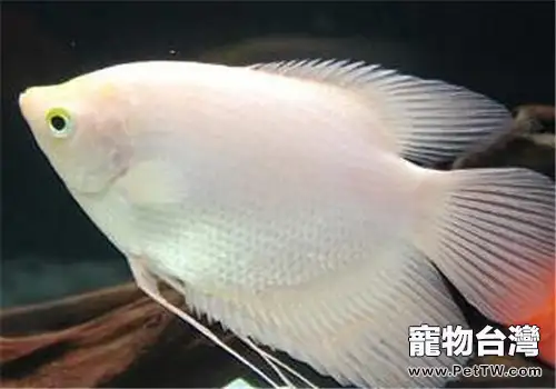 觀賞魚生病期間的餵食要點(1圖)-寵物台灣