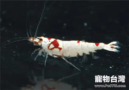 水晶蝦繁殖期的水質要求