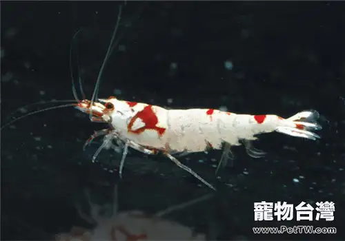 水晶蝦繁殖期的水質要求(1圖)-寵物台灣