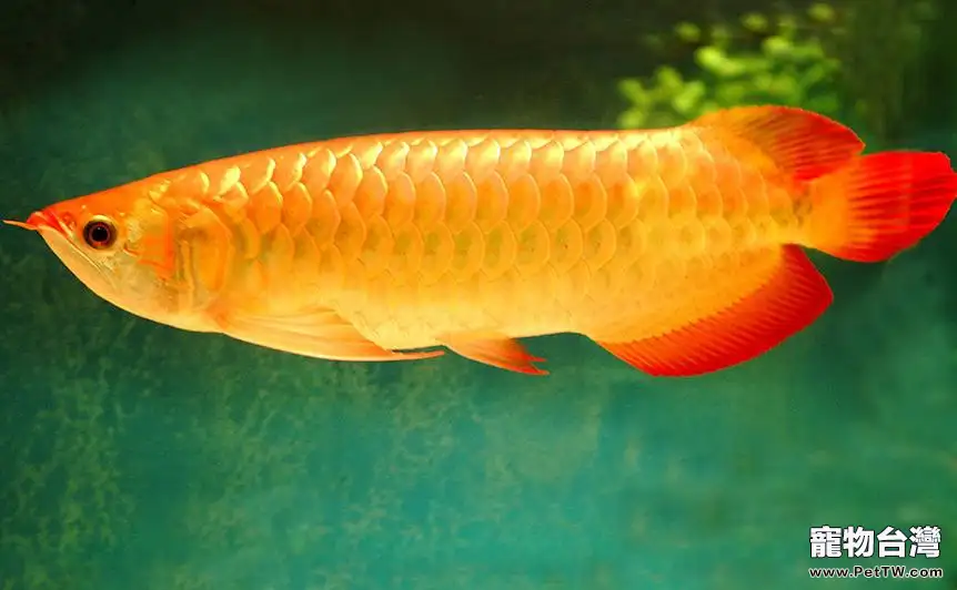 亞洲龍魚的品種