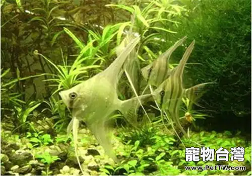 觀賞魚白皮病的症狀與防治