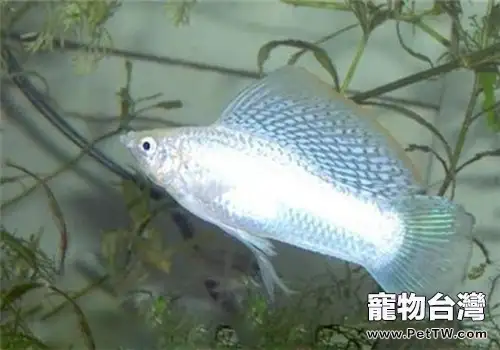水草溶葉的原因分析(1圖)-寵物台灣