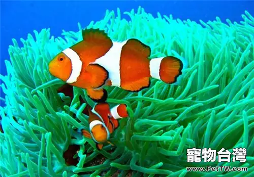 為什麼海葵和小丑魚需要共同生活飼養