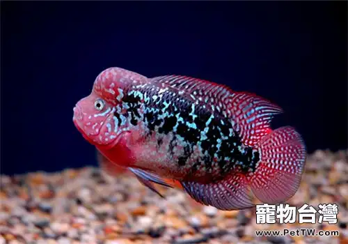 羅漢魚常用藥的用法與用量(1圖)-寵物台灣