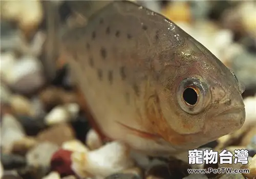 水虎魚如何混養銀板和燈魚