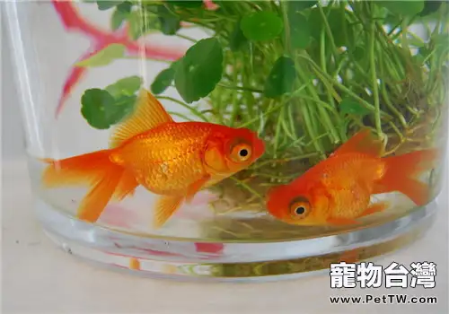 觀賞魚豎鱗病的症狀及防治