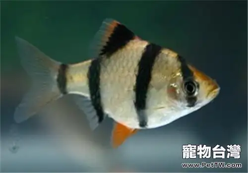 觀賞魚癤瘡病的病因及防治