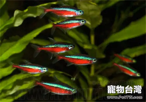 燈魚混養的注意事項