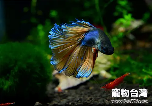 魚店應該如何挑選泰國斗魚