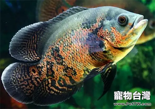 兩步治療觀賞魚白點病