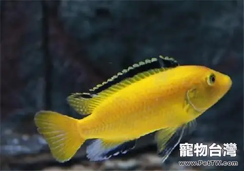 非洲王子魚的飼養注意事項