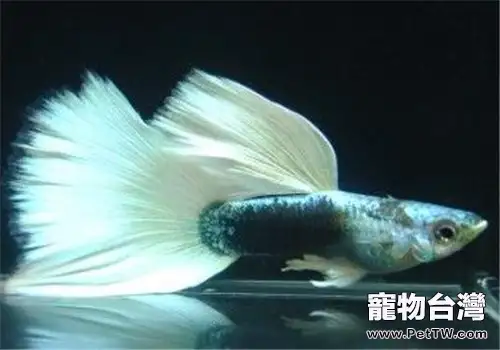 孔雀魚的挑選準則