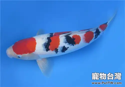 觀賞魚爛鰓的原因詳解