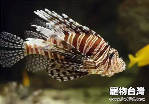 保持熱帶魚色彩鮮艷的兩個方法(1圖)-寵物台灣