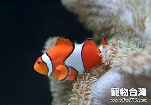 燈光色彩對熱帶魚的影響