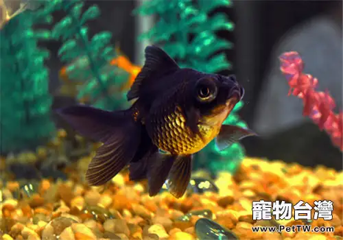 如何提高金魚的繁殖力(1圖)-寵物台灣