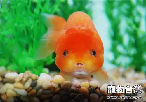 泥盆飼養金魚的好處