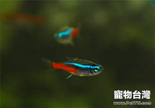 霓虹燈魚匹裡蟲病的症狀及治療