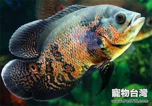 水族箱中氧氣對硝化菌的作用(1圖)-寵物台灣