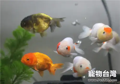 觀賞魚用藥注意事項