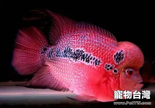 羅漢魚挑選的八個注意事項(1圖)-寵物台灣