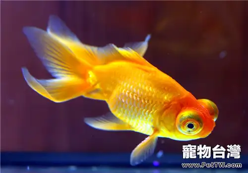 水質原因之外的金魚致病因素