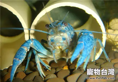 佛羅里達藍鰲蝦的繁殖要點(1圖)-寵物台灣