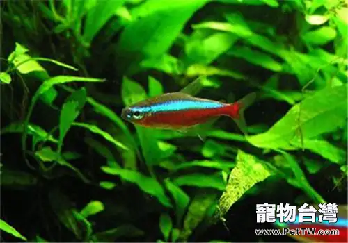 水族箱泥底快速開缸的方法(1圖)-寵物台灣