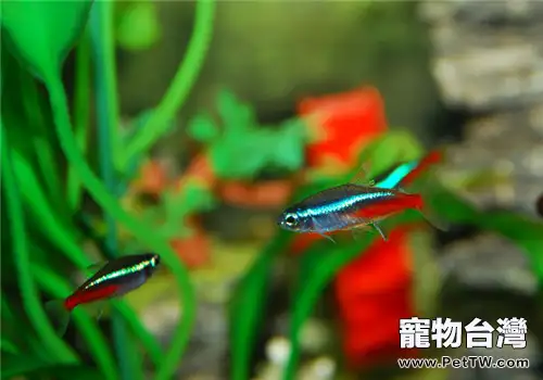 牛頓水草發紅的注意事項(1圖)-寵物台灣