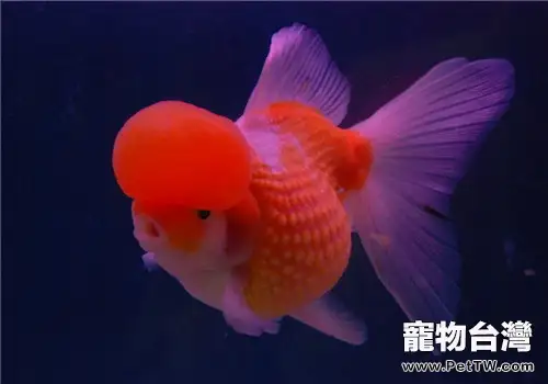 觀賞魚白頭白嘴病的症狀(1圖)-寵物台灣