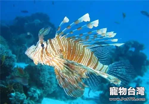 魚出血性腐敗症的預防措施(1圖)-寵物台灣