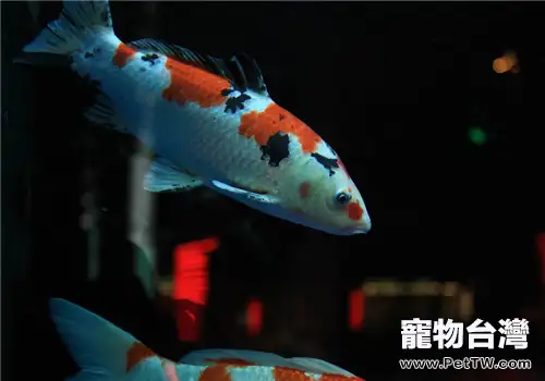 導致觀賞魚浮頭的原因分析(1圖)-寵物台灣