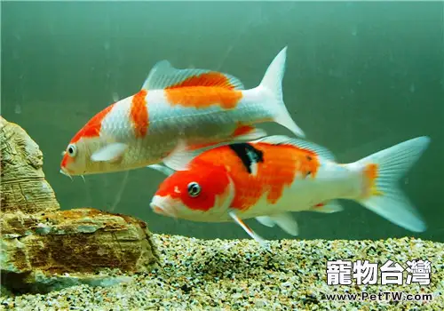 觀賞魚浮頭的處理方法