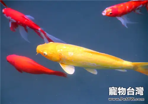 觀賞魚感冒的症狀表現