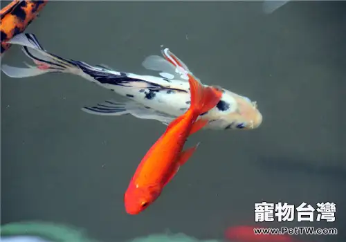 觀賞魚感冒的發病原因