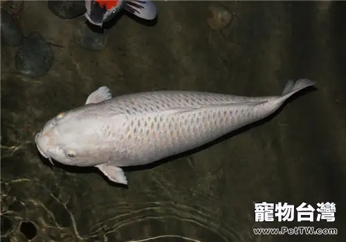 觀賞魚感冒的預防措施