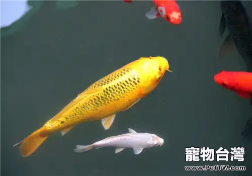 觀賞魚感冒的治療原則