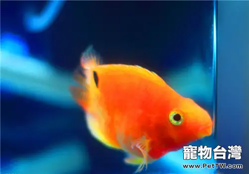 觀賞魚黑斑病的治療原則