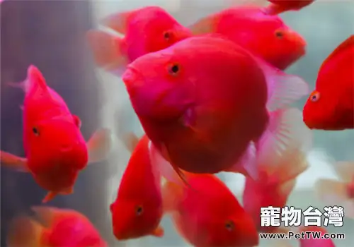 觀賞魚黑死病的病因分析